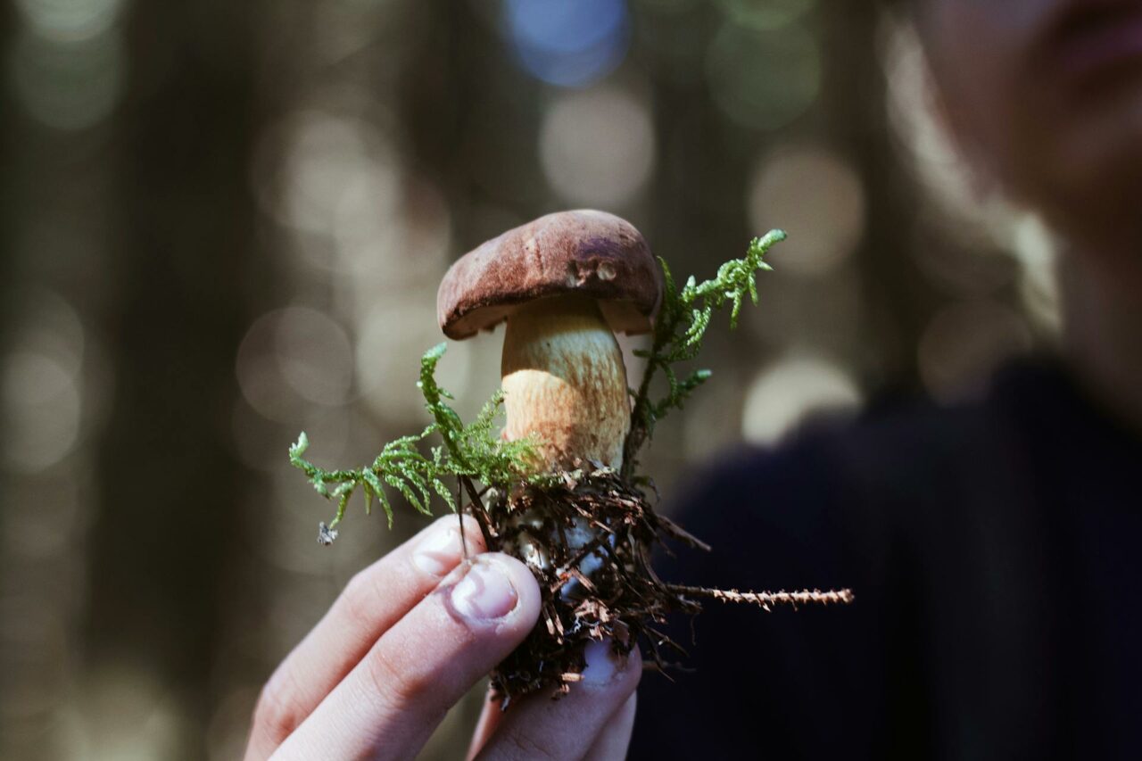 Purchasing Psychedelic Mushrooms Online? A Retiree Reflects on His Wish to Have Experienced Psilocybin 45 Years Earlier.