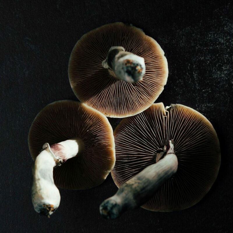 Magic Mushroom Canada | Shrooms Toronto Canada