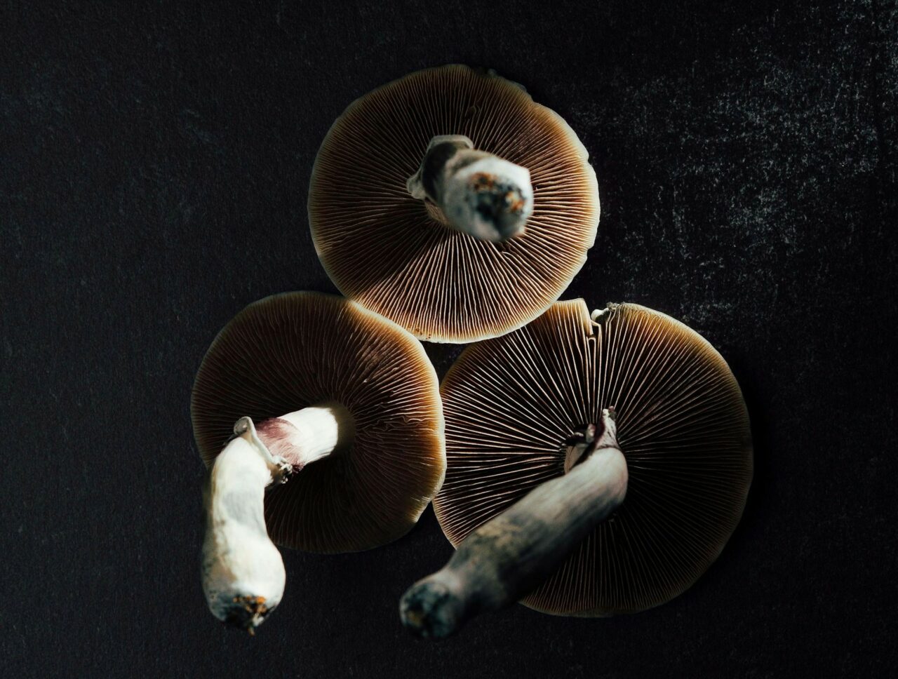 Canada’s Magic Mushroom – Experts Elucidate Why Natural Psilocybin Has a Stronger Effect Than Its Lab-Created Counterpart