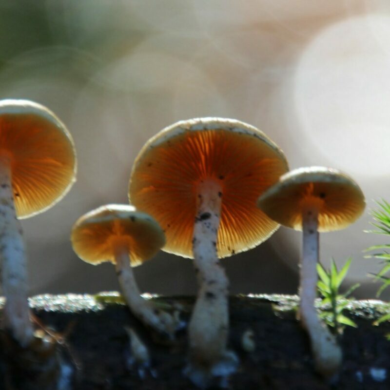 Magic Mushroom Delivery | Shrooms Toronto Canada