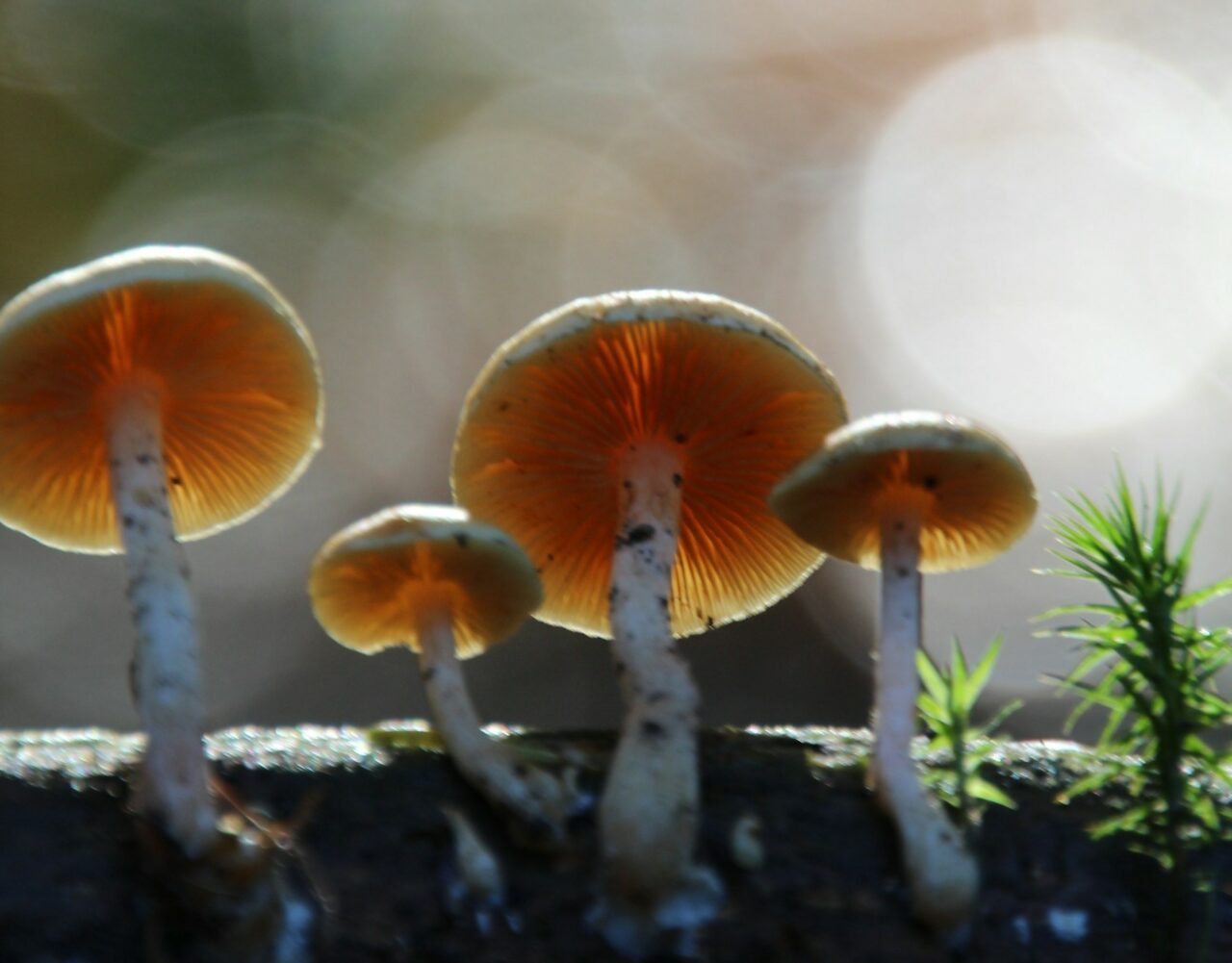 How the Delivery of Magic Mushrooms Revolutionized My Tripping Experience (In a Positive Way)