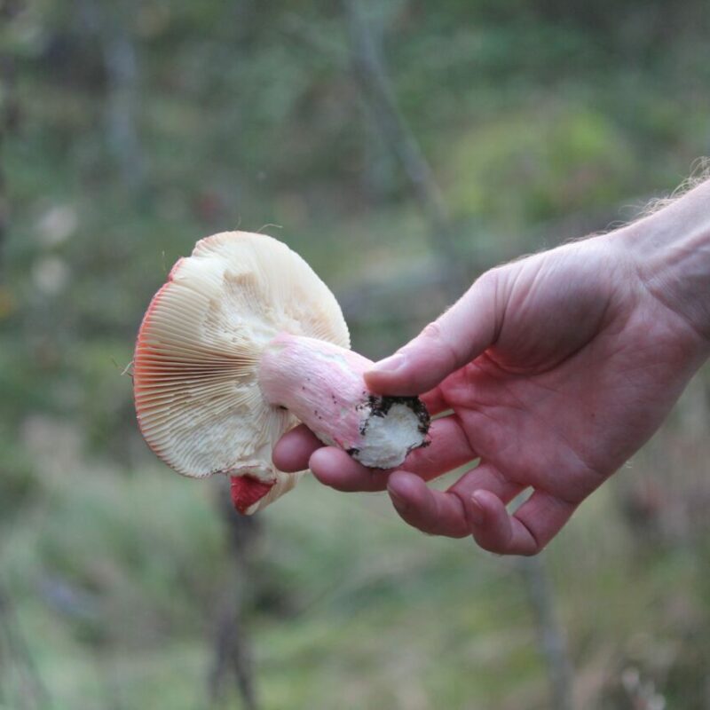 Magic Mushroom Delivery | Shrooms Toronto Canada