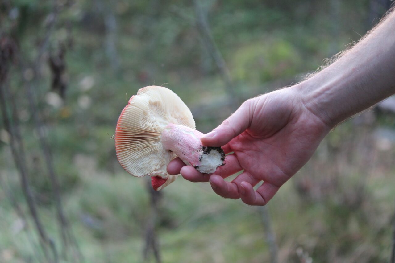 Delivery of Magic Mushrooms Aids in Recovery of Paralyzed Mountain Sportspeople