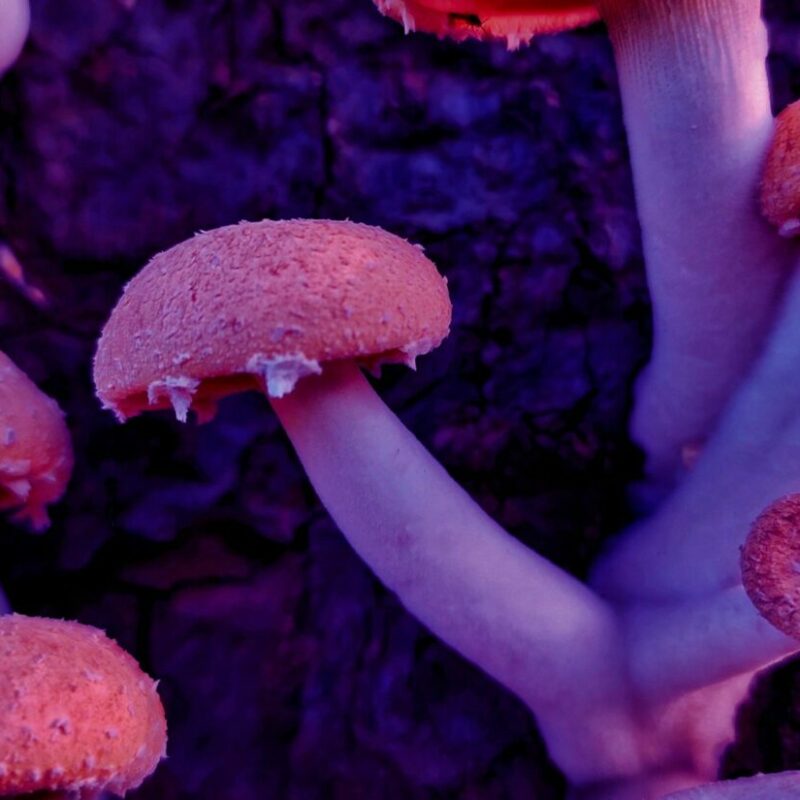 Mushroom Dispensary | Shrooms Toronto Canada