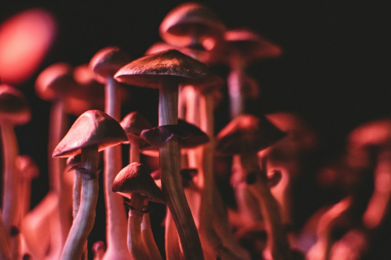 Does Psilocybin Mushrooms in Canada Aid in Regulating Serotonin for Anorexia Patients? What Does the Research Indicate?