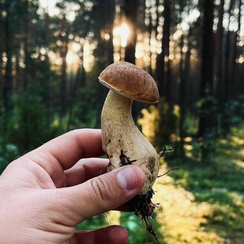 Shrooms Delivery Canada | Shrooms Toronto Canada