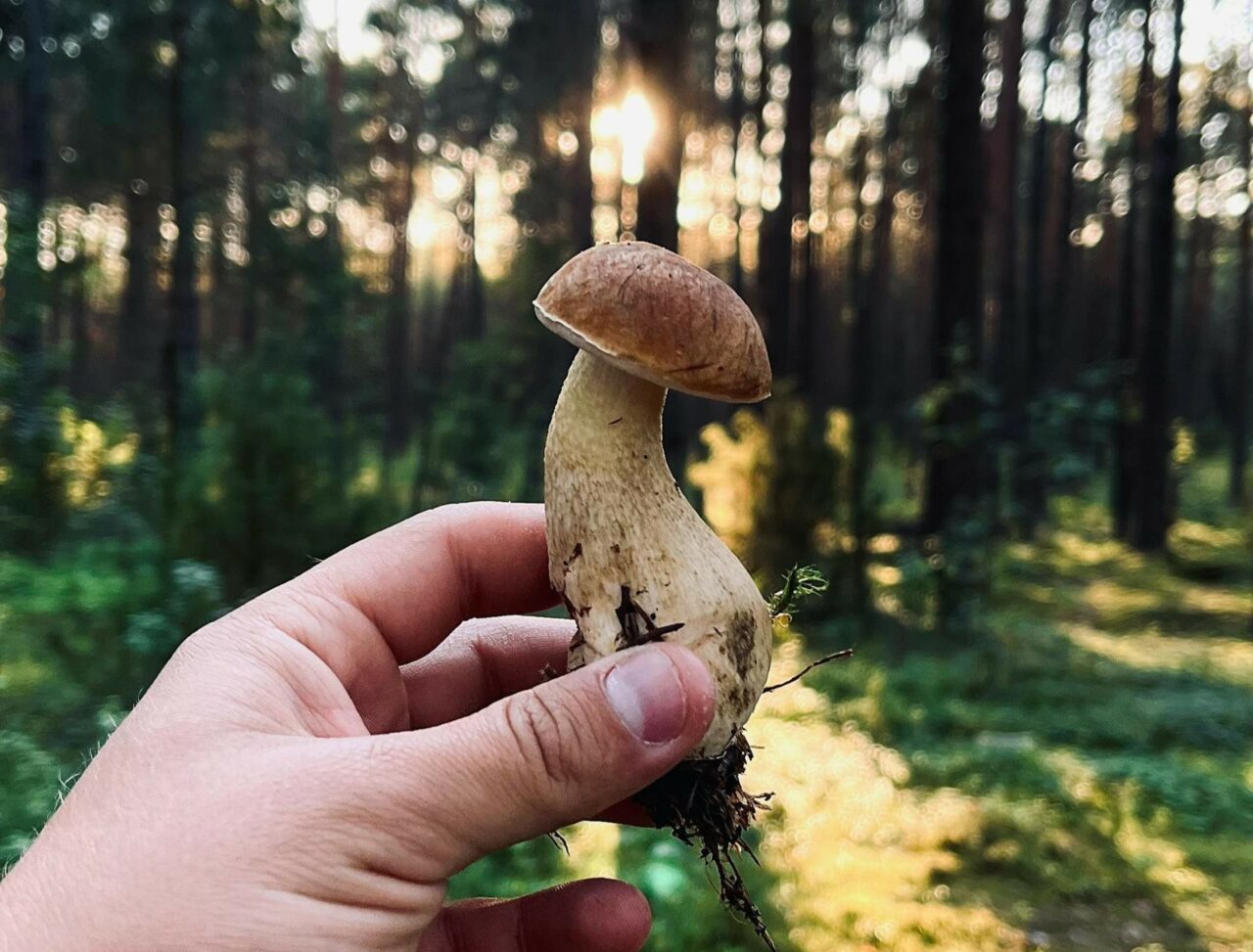 Explore whether Psilocybin surpasses Escitalopram/Esketamine by using ShroomsDeliveryCanada.