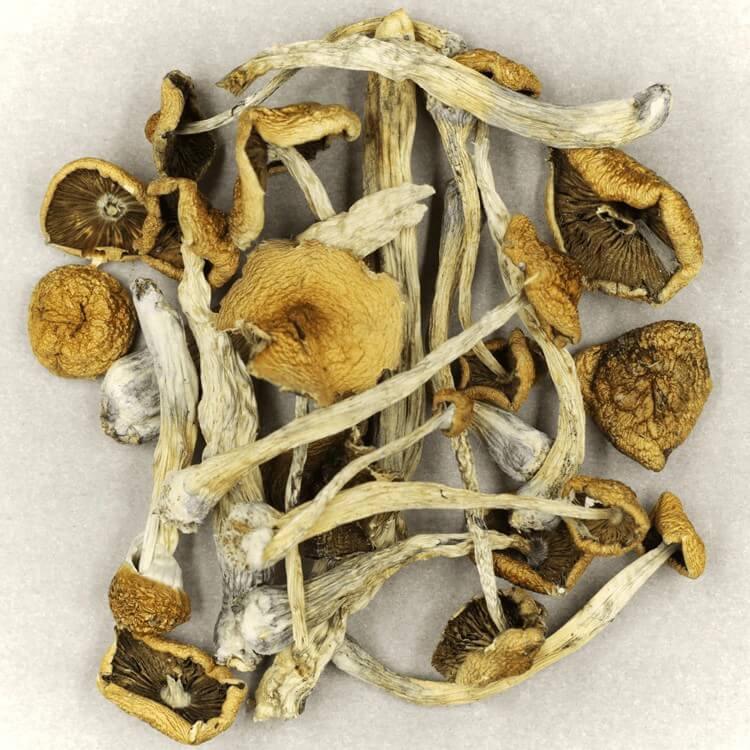 | Shrooms Toronto Canada | Shrooms Toronto Canada