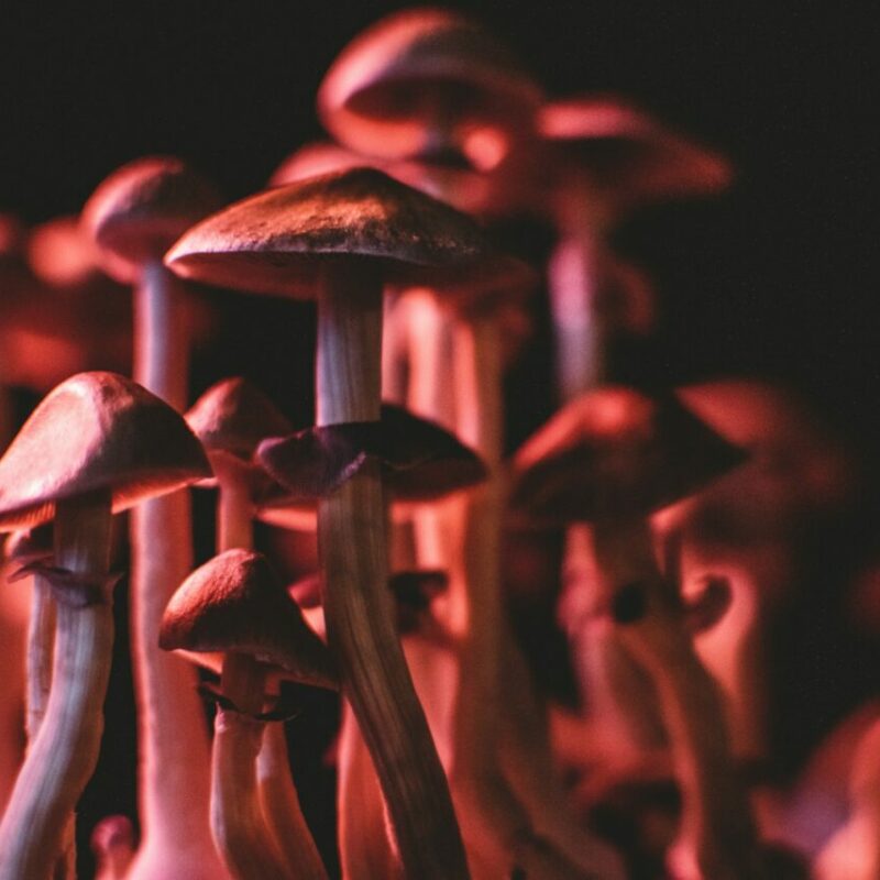  | Shrooms Toronto Canada